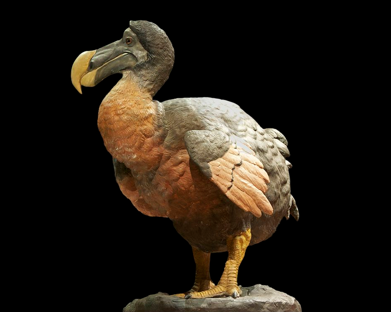 Il dodo, ricostruito al Museo di Storia Naturale di Parigi